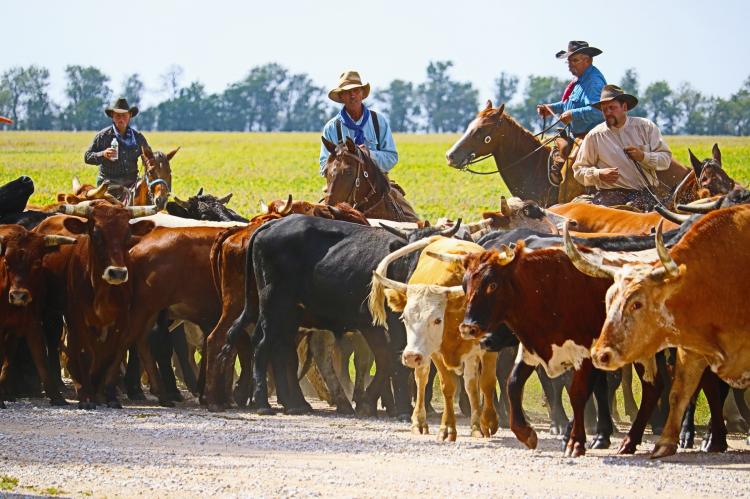 Chisholm Trail 150 Yrs.