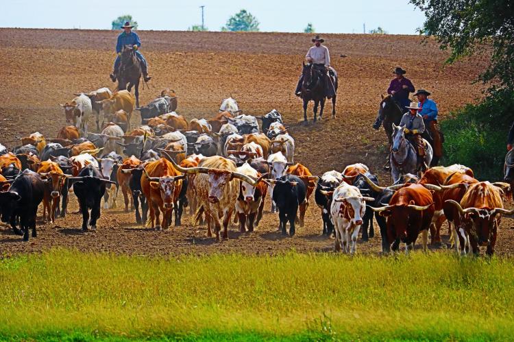 Chisholm Trail 150 Yrs.