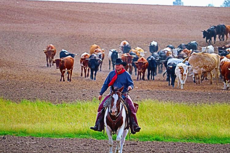 Chisholm Trail 150 Yrs.