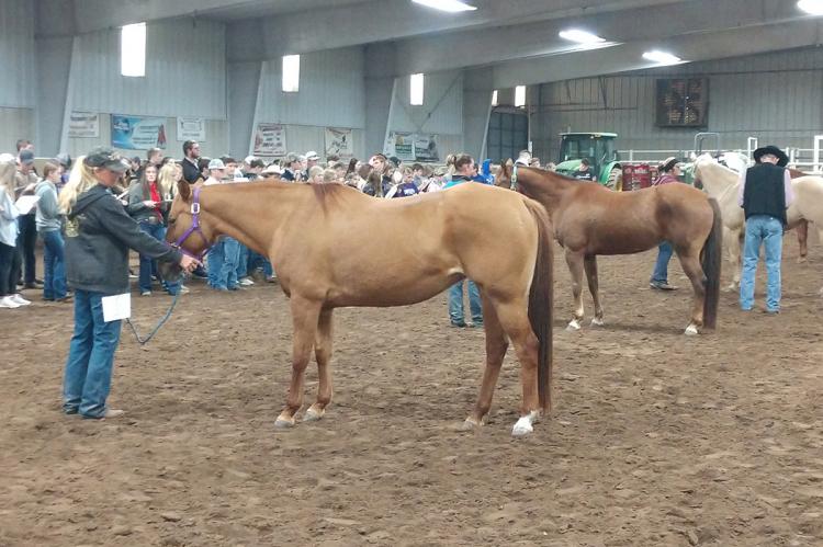 FFA Horse Judging