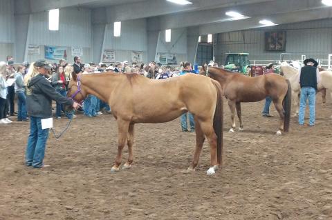 FFA Horse Judging